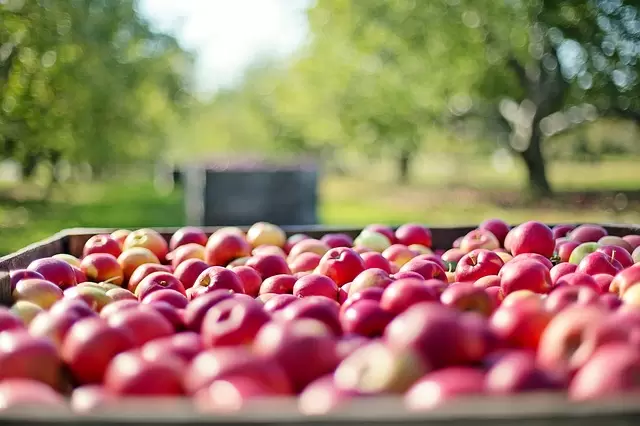 UMK w Toruniu rozda 40 ton jabłek